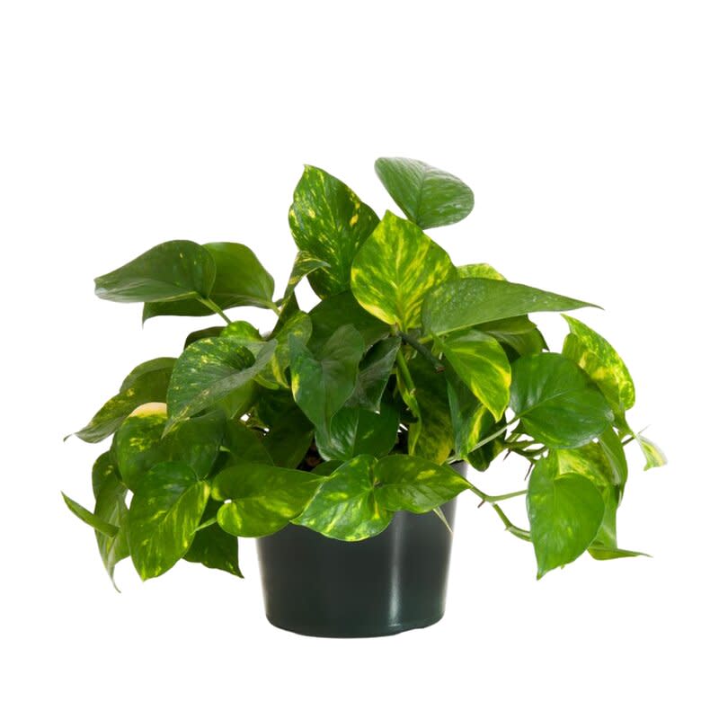 <p><a href="https://go.redirectingat.com?id=74968X1596630&url=https%3A%2F%2Fwww.wayfair.com%2F--%2Fpdp%2Funited-nursery--live-golden-pothos-devils-ivy-vine-plant-indoor-houseplant-in-6-inch-grower-pot-gpothos6gp-l7541-site1048.html&sref=https%3A%2F%2Fwww.countryliving.com%2Fshopping%2Fg46243210%2Fwayfair-end-of-year-sale-2023%2F" rel="nofollow noopener" target="_blank" data-ylk="slk:Shop Now;elm:context_link;itc:0;sec:content-canvas" class="link ">Shop Now</a></p><p>Pothos Indoor Houseplant</p><p>wayfair.com</p><p>$17.67</p>