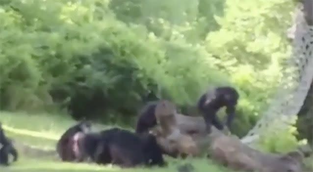 A video reportedly captures the moments after the chimp fell out of a tree. Source: Harry Miller via KWCH
