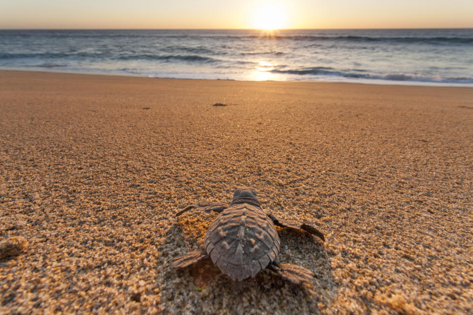 En Careyes se protegen a los nidos de las tortugas (Foto:Getty)