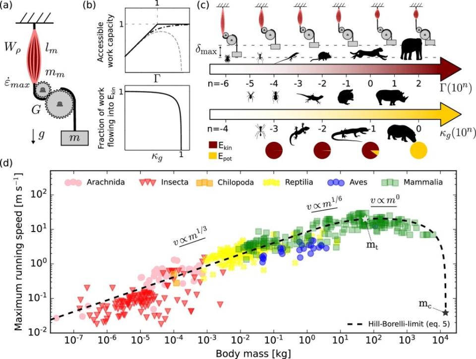 一種用於分析動物運動的物理模型，其中考慮了肌肉的工作密度、纖維長度、最大收縮速率等因素。這個模型揭示了大型動物在奔跑時，越來越多的肌肉工作量被用於克服重力，而非產生動力，最終影響了它們的最高速度。（圖／《自然通訊》）