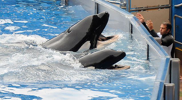 'Tilikum' (back) performs in March, 2011 in Orlando, Florida for the first time since killing trainer Dawn Brancheau. Picture: Gerardo Mora/Getty Images)