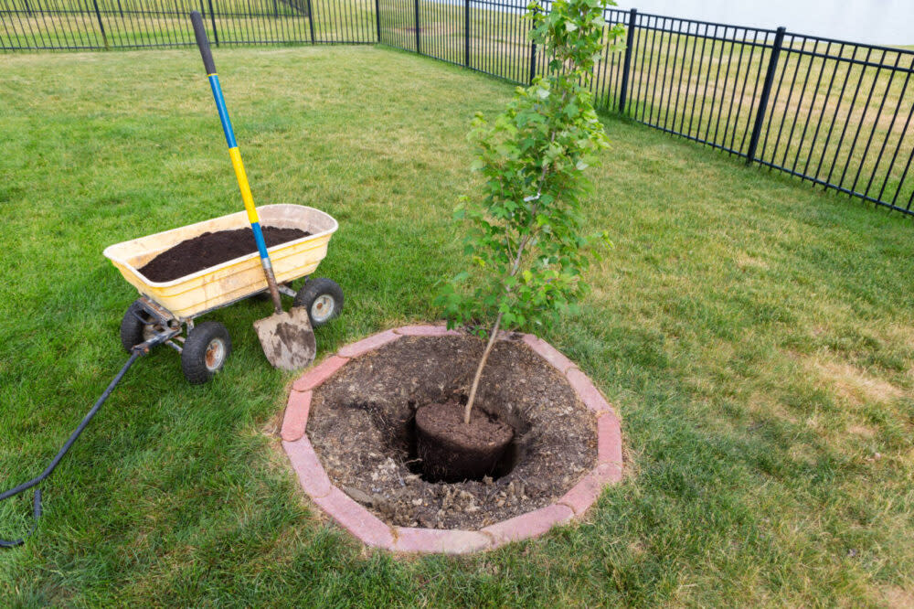 Young maple tree in a yard