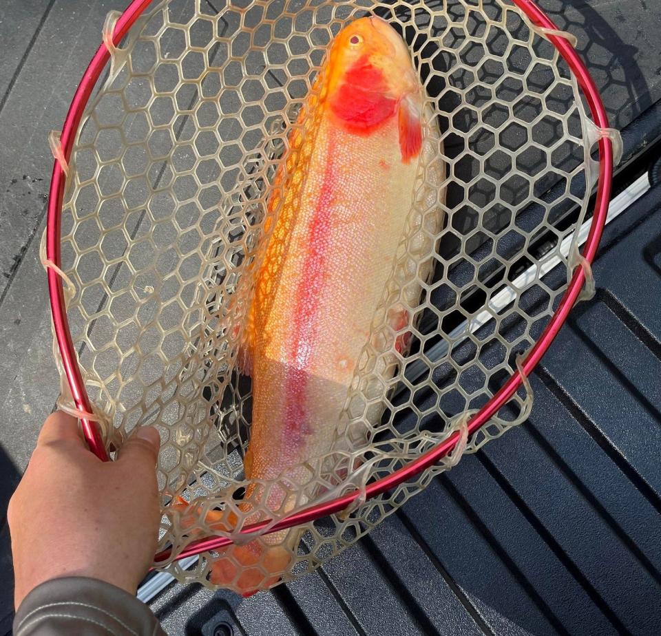 This rainbow trout was caught in Spring Creek in Reliance, Tennessee.