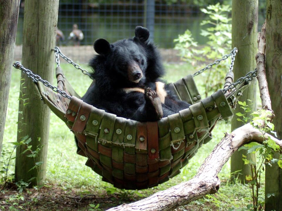 Holly, the Asiatic black bear, is among the visitor favorites at the Cohanzick Zoo in Bridgeton.