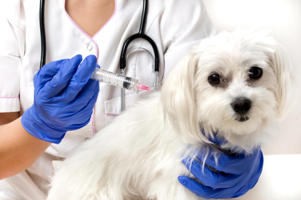 Make sure your pet's vaccinations are up-to-date before you travel.