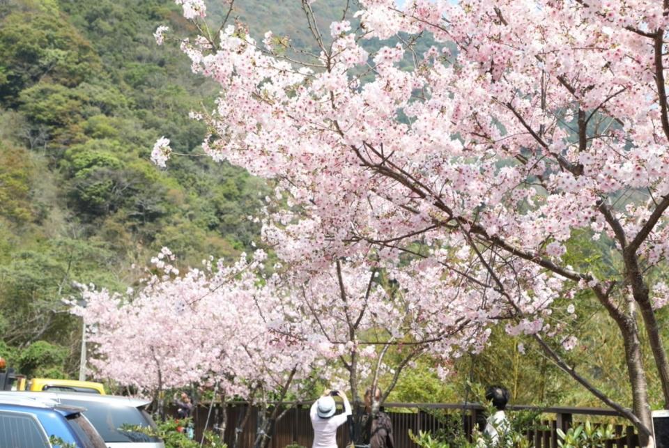 北橫櫻花季已開跑，目前復興區角板山行館園區、市郊桃園區虎頭山等公園粉紅山櫻花已盛開。   圖：翻攝自桃園觀光導覽網