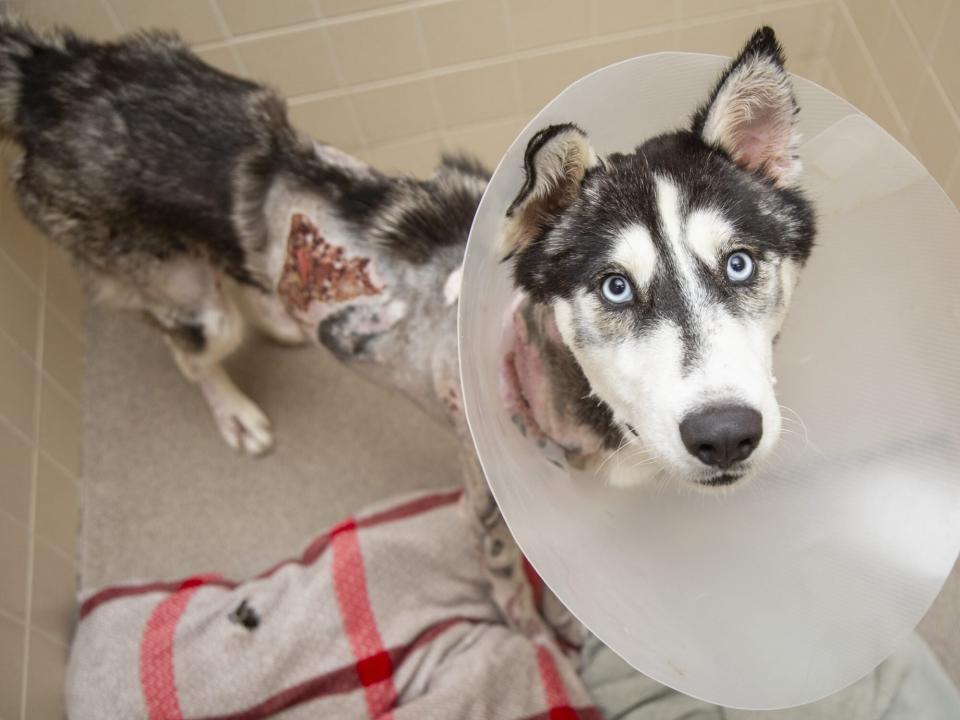 Husky Ready for Adoption after Burn Recovery