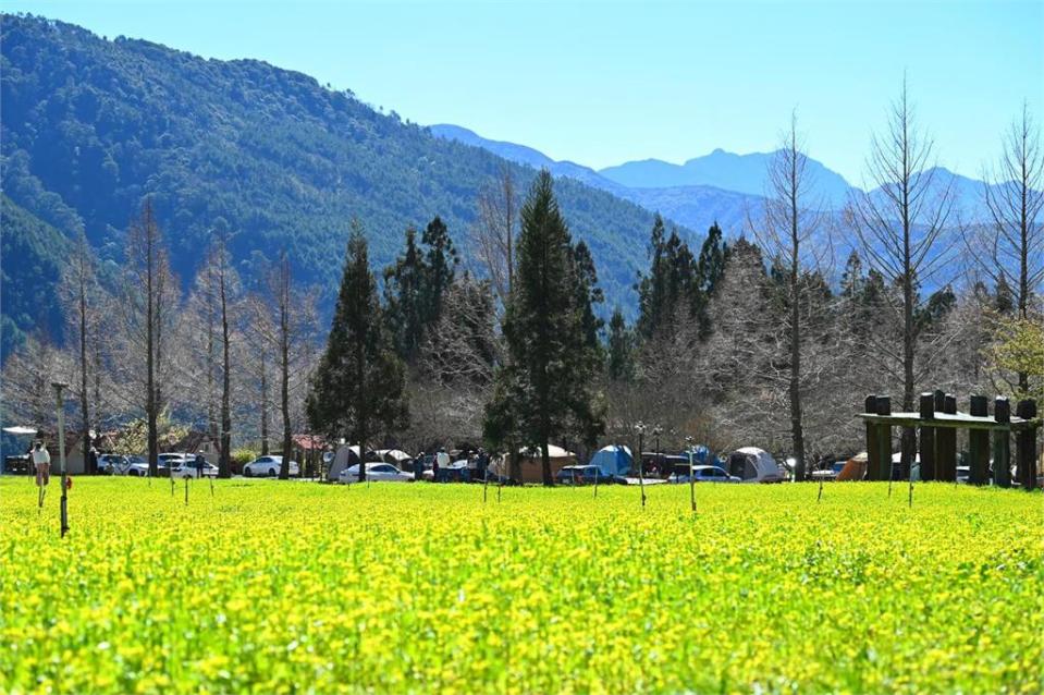 才嘆武陵農場花田遭踩爛！下秒小編直擊「大媽不聽勸」硬闖　超扯畫面曝