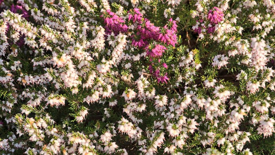 spring background of mediterranean white and purple heath erica arborea flowers