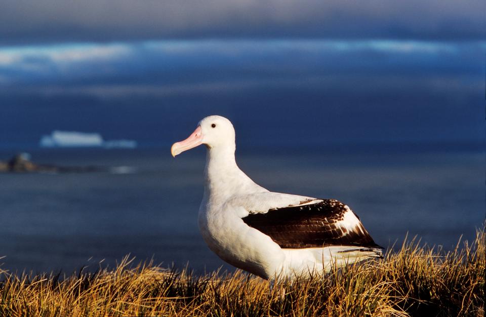 Wandering Albatross (diomendea Exulans) Portrait. Island of South Georgia. (Photo by: Martin Zwick/REDA&CO/Universal Images Group via Getty Images)