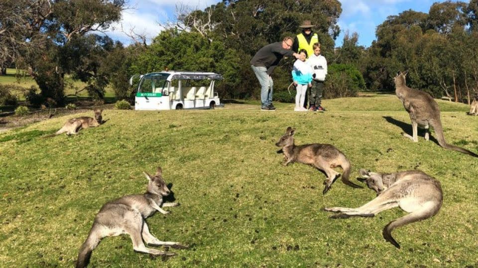 Anglesea has been running kangaroo tours since 2015. - Anglesea Golf Club