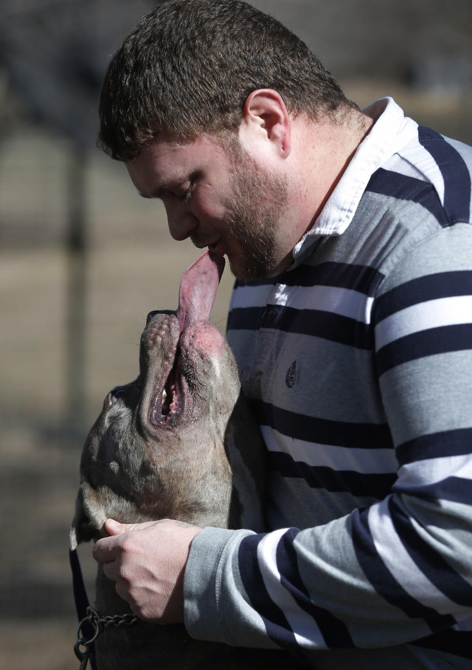 Cameron Younglove plays with a pit bull terrier named Rizzo at his kennels near Eudora, Kan., Sunday, March 9, 2014. The kennel raises their dogs indoors in a family environment and are socialized with other animals to ensure good temperament. (AP Photo/Orlin Wagner)