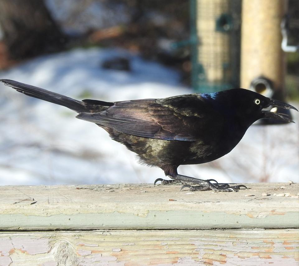 A common grackle with a nut in its mouth