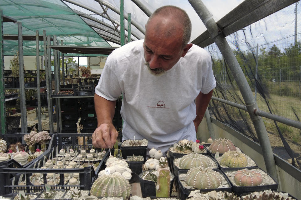 Andrea Cattabriga, President of the Association for Biodiversity and Conservation, examines his homegrown rare cacti at his greenhouse in San Lazzaro di Savena, Italy, Saturday, June 5, 2021. Cattabriga, a top expect on rare cacti, was called by the Carabinieri Military Police in February 2020 as a consultant to examine thousands of cacti stolen from from the Atacama Desert in Chile, confiscated when police conducted a massive cactus bust at a greenhouse along the Adriatic Coast in Italy. (AP Photo/Trisha Thomas)
