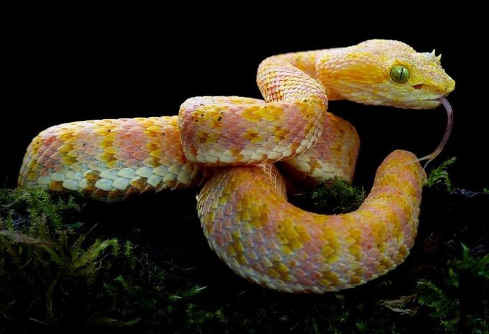 A yellow Bothriechis rahimi, or Rahim’s eyelash pit viper, on a plant.