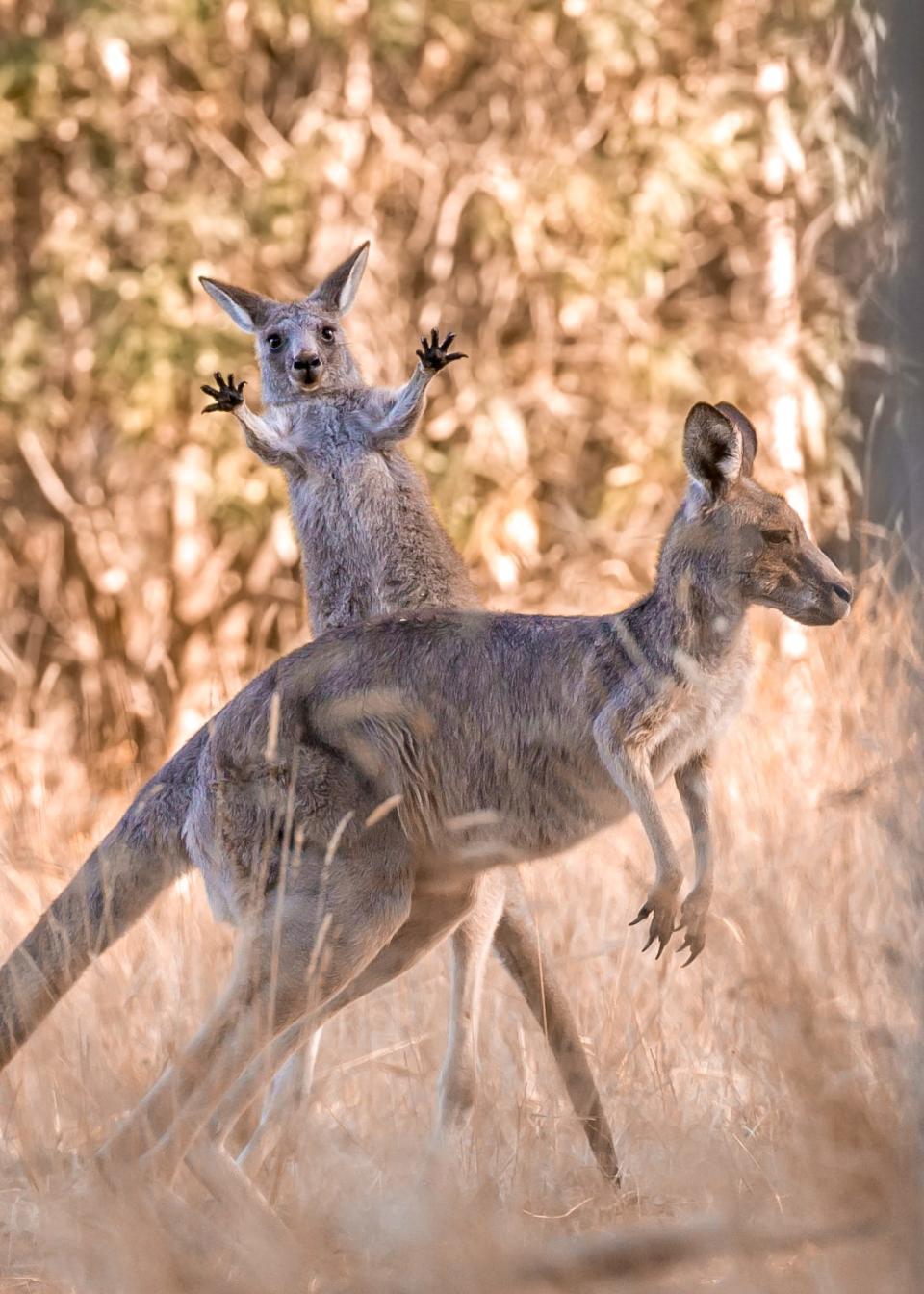 A joey jumps up behind another kangaroo.