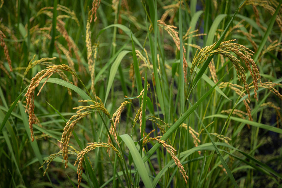 Rice field in South Carolina (Getty Images)