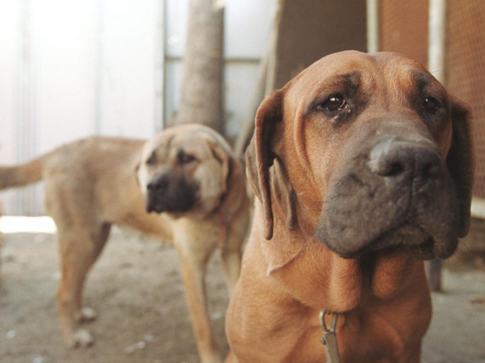 Two dogs awaiting slaughter in South Korea.