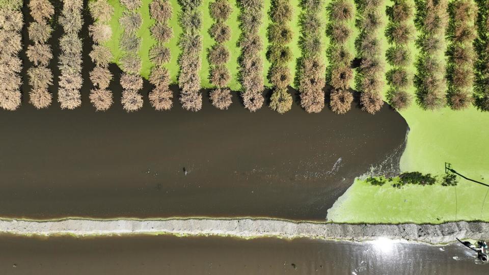 An algae bloom spreads amid dead trees in a flooded orchard.