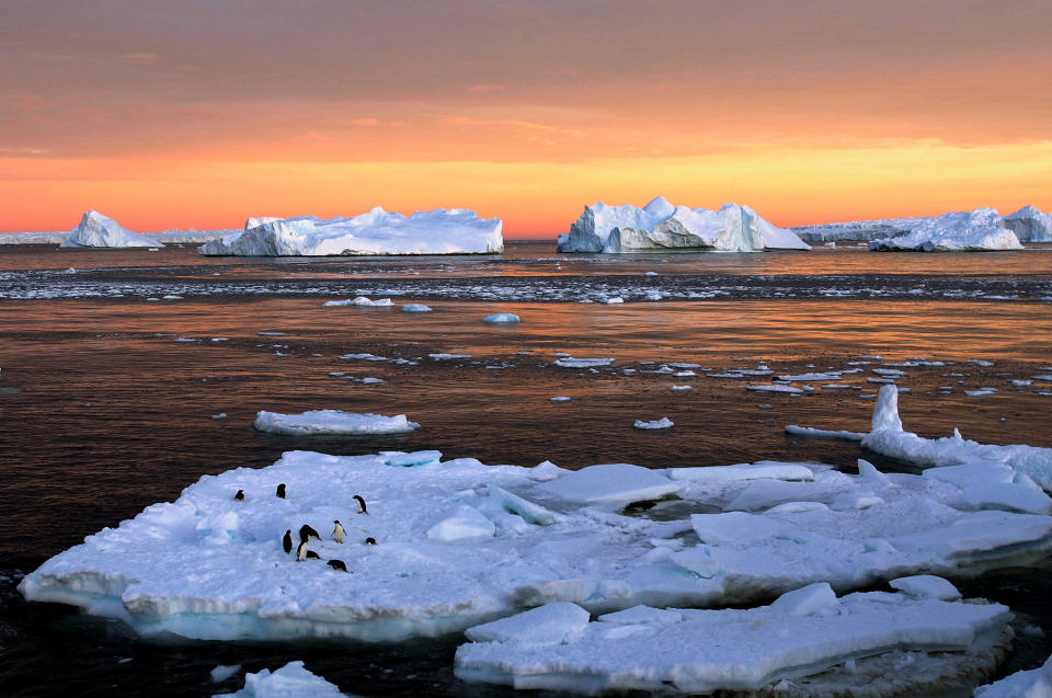 <p>Los pingüinos adelaida se colocan encima del hielo cerca de la base francesa Dumont d’Urville en la Antártida Occidental, el 22 de enero de 2010. (Foto: Pauline Askin/Reuters) </p>