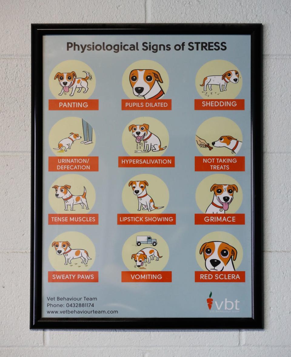 A poster shows stress signs in dogs at Medical Mutts in 2019. Medical Mutts trains rescue dogs to be service dogs for those suffering from diabetes, autism, seizures, and psychiatric problems, be detecting scents associated with these conditions.