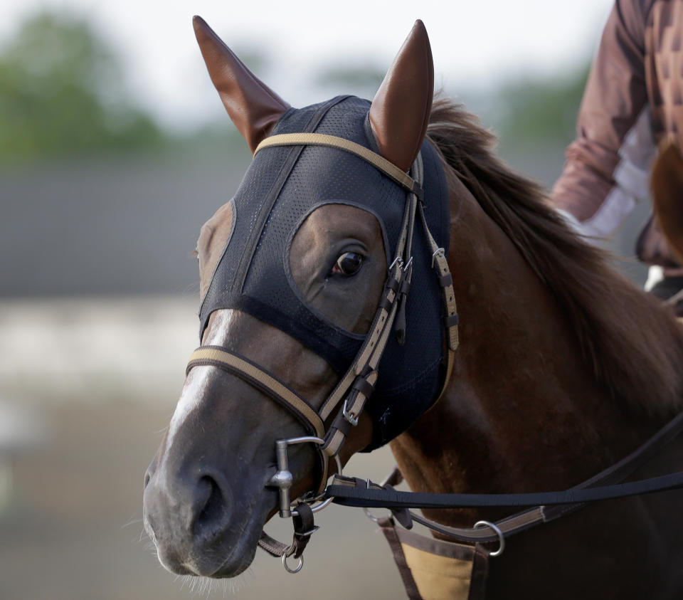 Master Fencer has a workout at Belmont Park in Elmont, N.Y., Friday, June 7, 2019. The 151st Belmont Stakes horse race will be run on Saturday, June 8, 2019. (AP Photo/Seth Wenig)