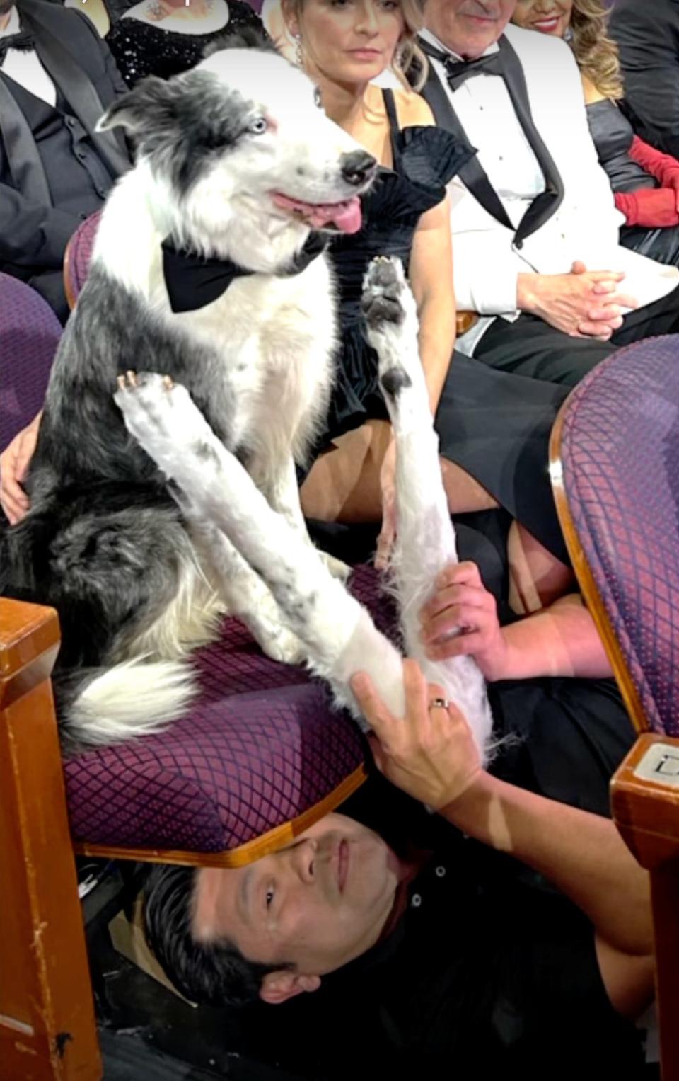 A prop master lying under Messi the dog at the 2024 Oscars.