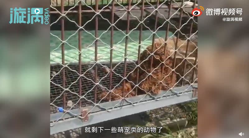 動物園將貴賓狗關在獅子區，讓遊客看傻。（圖／翻攝自漩渦視頻）