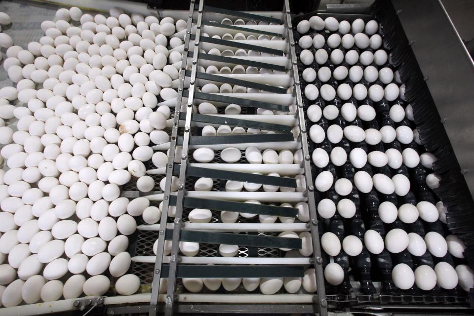 Iowa, the nation's top egg producer, remains the state hardest hit by the current wave of infections, though outbreaks have slowed in recent weeks.