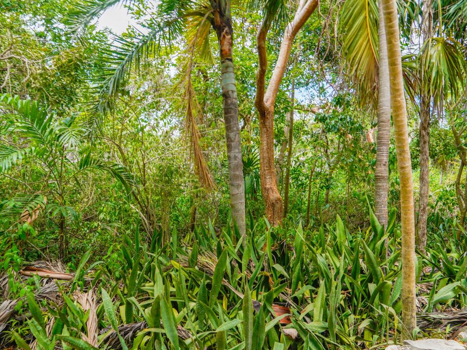 Jungle in Cozumel