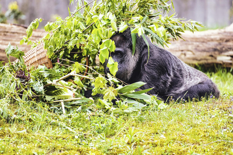 Fatou the gorilla celebrates her 67th birthday at Berlin's Zoo, Friday April 12, 2024. Berlin's zoo is celebrating the 67th birthday of Fatou the gorilla, its oldest resident, who it believes is also the oldest gorilla in the world. Fatou was born in 1957 and came to the zoo in what was then West Berlin in 1959. She lives in an enclosure of her own and prefers to keep her distance from the zoo's other gorillas in her old age. (Paul Zinken/dpa via AP)