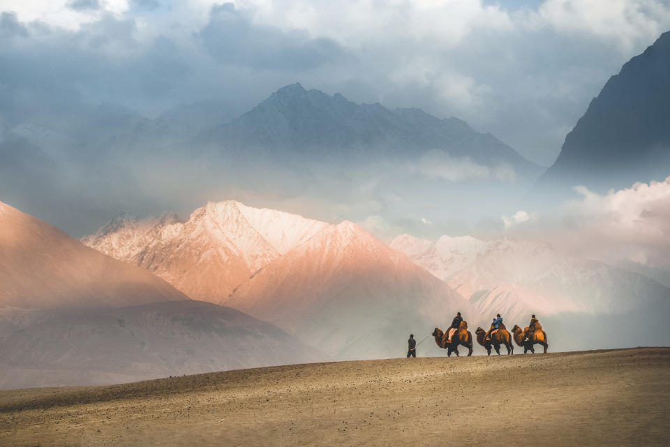 Camel safari Ride caravan in Hunder desert , Nubra valley , Leh Ladakh India
