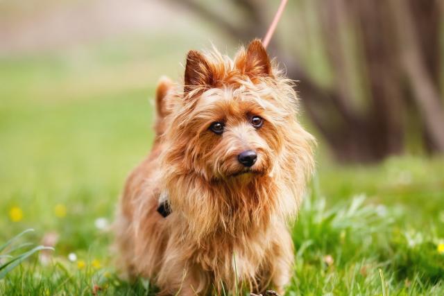 37 Small and Fluffy Breeds - Add A Small Dog To Your Family