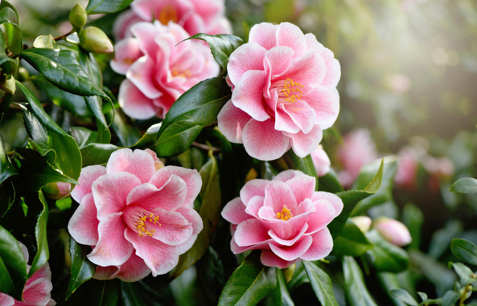 Pink Camellia flower (Jacky Parker Photography / Getty Images)