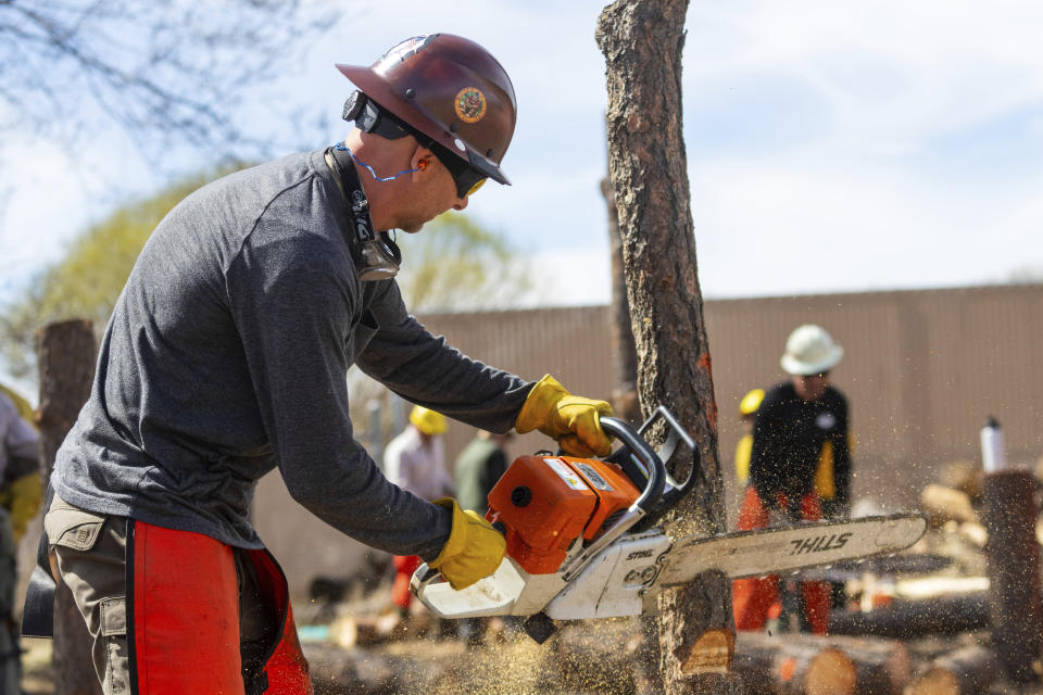 A Wildfire Academy student practices with a chainsaw Monday, March 11, 2024, in Prescott, Ariz. Forecasters are warning that the potential for wildfires will be above normal in some areas across the United States over the coming months as temperatures rise and rain becomes sparse. (AP Photo/Ty ONeil)