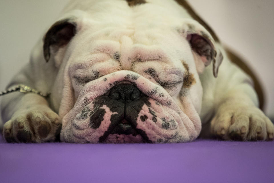 A bulldog rests before competing at the 141st Westminster Kennel Club Dog Show, February 13, 2017 in New York City.&nbsp;