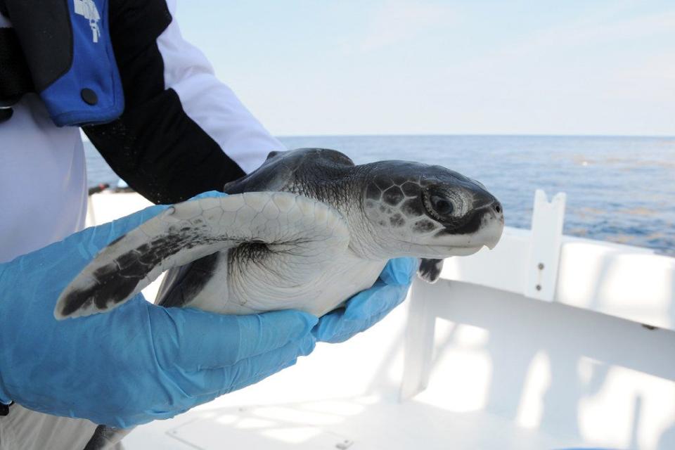 Kemp’s ridley sea turtle.