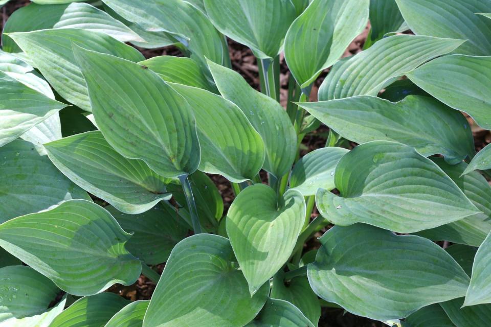 9) Hosta