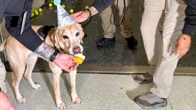 Messi the travel screening dog