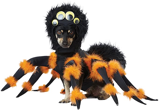 spider dog costume, Halloween costume for dogs