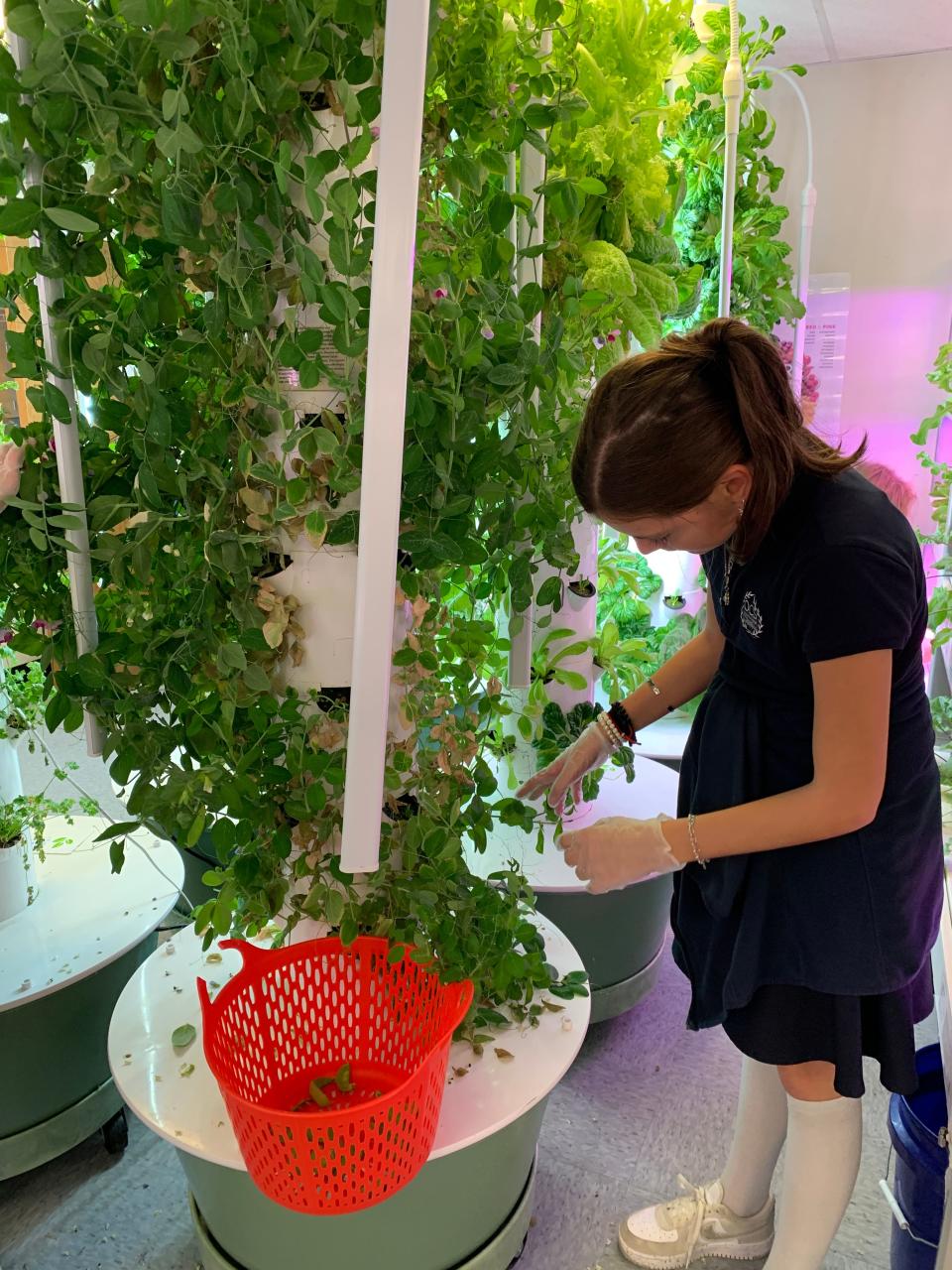 Melissa Tracy leads a food studies program at Odyssey Charter School, in Wilmington, Delaware, ranging from teaching students the importance of healthy food systems, to transforming her classroom into a hydroponic lab where students produce organic fruit and vegetables themselves. She and her students also donate about 6,000 pounds of green produce locally, per month.