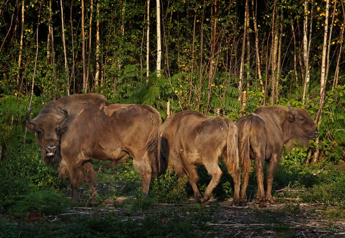 Three bison released into West Blean and Thornden Woods (Gareth Fuller/PA) (PA Wire)