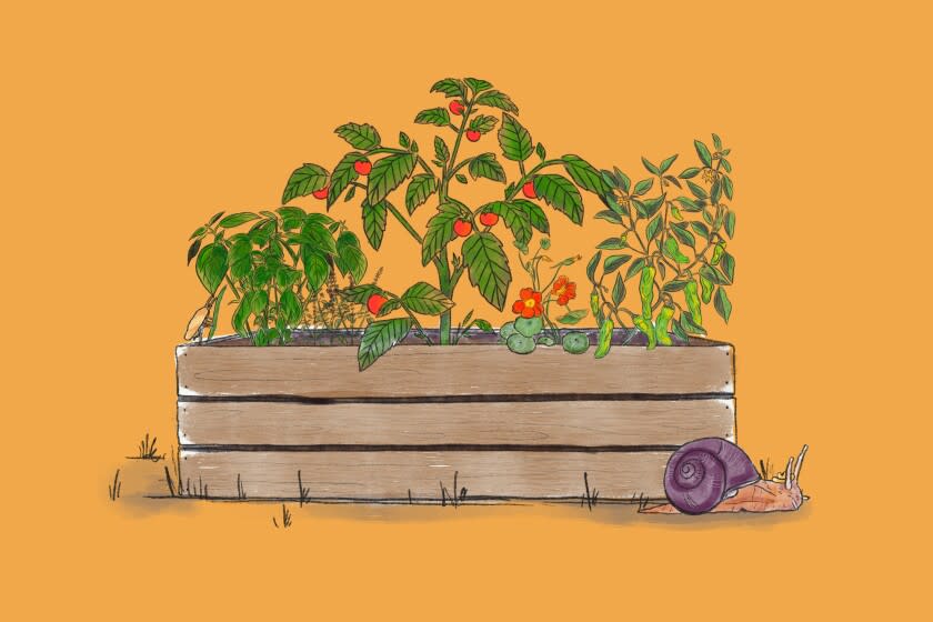 Tomato plant and other leafy plants in a plant box