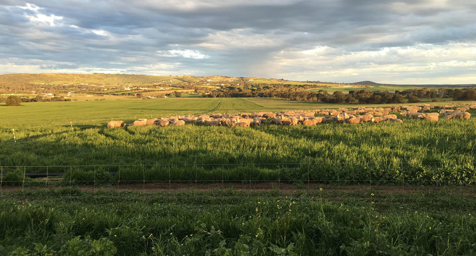 The sheep escaped from the farm in Port Lincoln. Source: Mark Modra