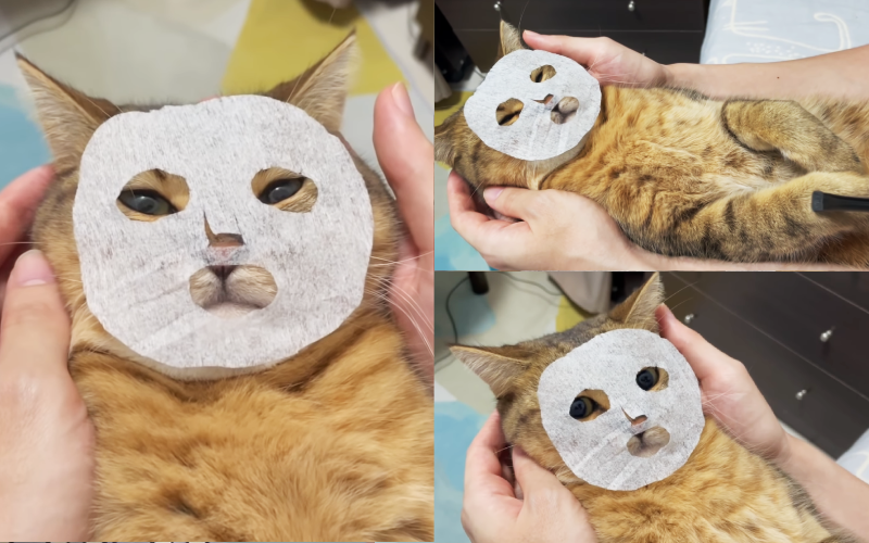 日本一名飼主將紙巾剪成面膜的形狀，模擬替貓咪敷面膜做SPA，搞笑又療癒的畫面上傳網路引起話題。（翻攝自推特@minira_diary）