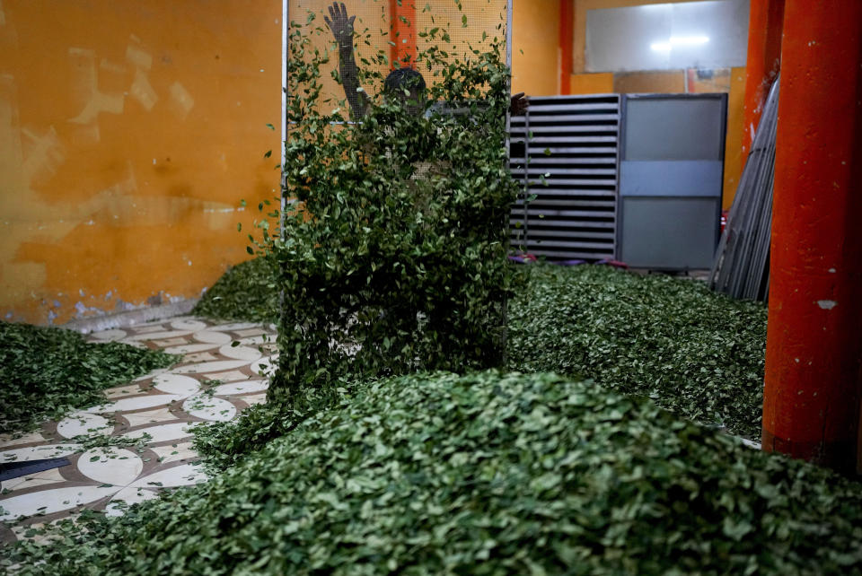 Dionicio Limachi spreads coca leaves after removing them from a coca-drying oven in Trinidad Pampa, a coca-producing area in Bolivia, Sunday, April 14, 2024. For many coca growers, chewing coca leaves is a daily habit likened to drinking coffee. (AP Photo/Juan Karita)