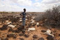 A nomad herder stands next to the corpses of his livestock, near North Horr, Marsabit county