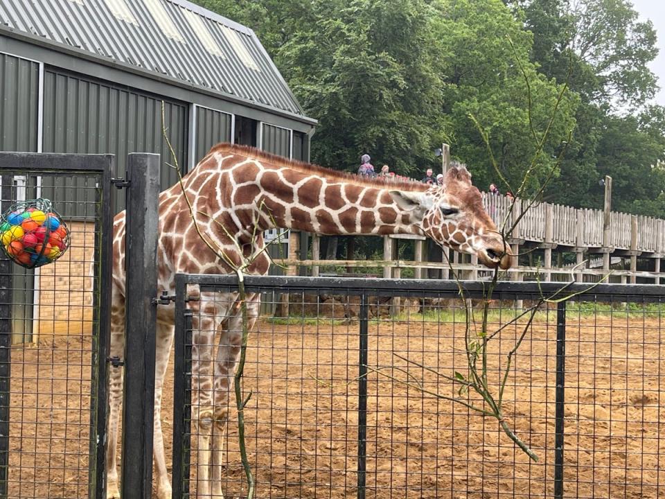 London Zoo's Molly the giraffe (PR handout)
