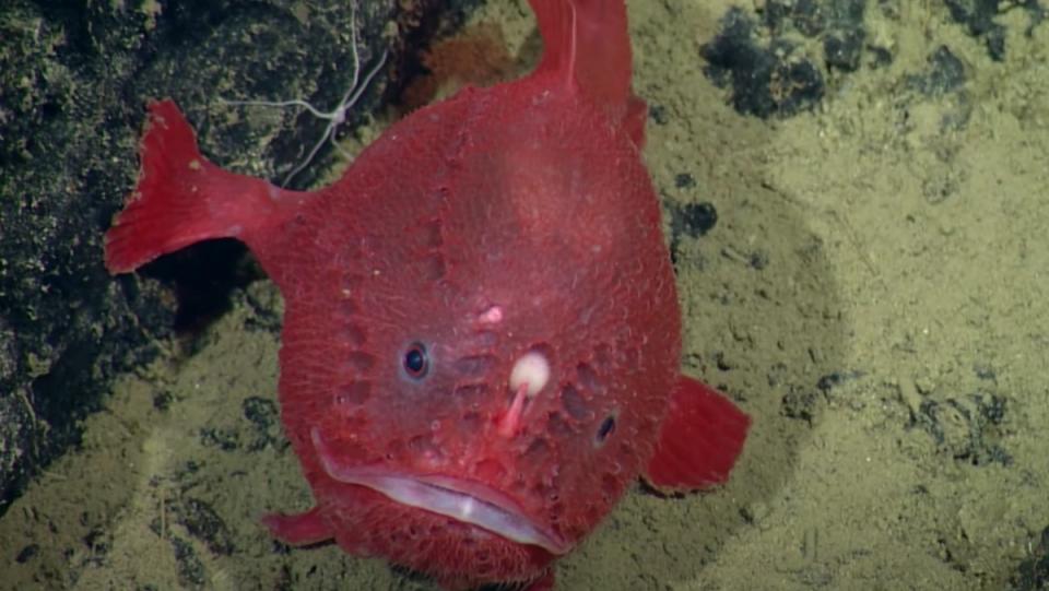 A deep-sea angler fish with its big old mouth wide open, ready to eat.