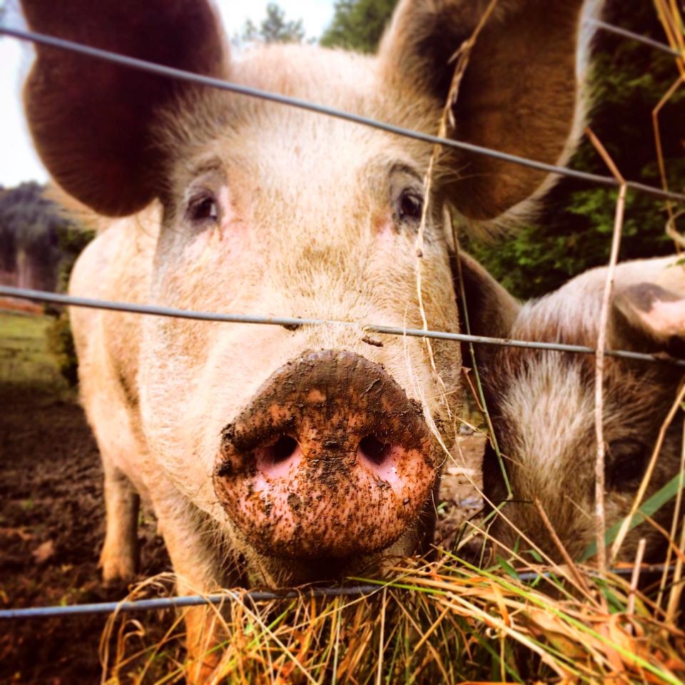 Scientists collected 32 pig brains from an abattoir for the experiment. Source: Getty/file